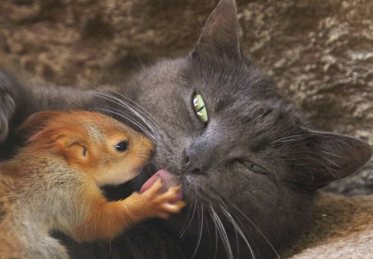 Une maman chatte a pris soin de 4 écureuils orphelins comme ses propres bébés