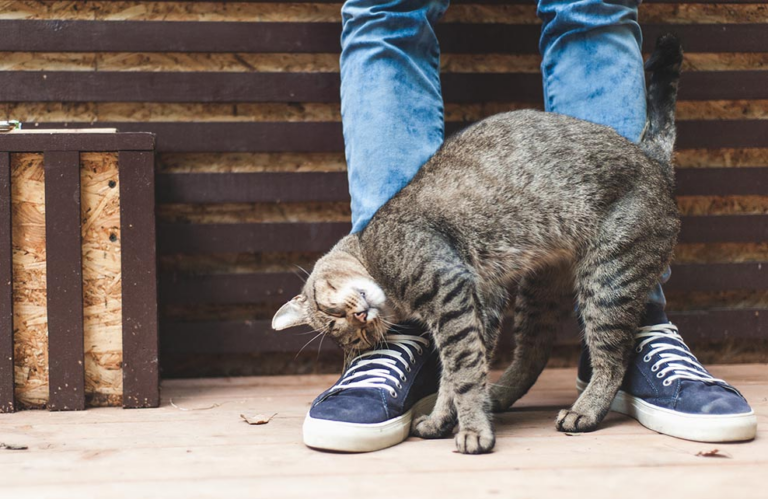 Comment un Chat vous Exprime son Amour de 8 Manières Différentes?