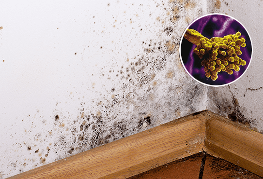 L’humidité dans la maison est-elle dangereuse pour la santé ?