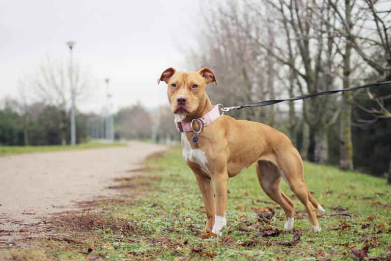 La réalité des pitbulls