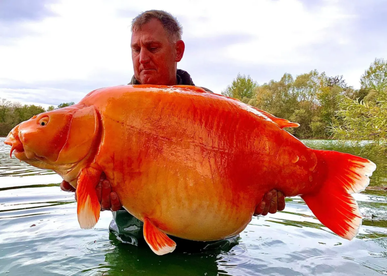 Un gigantesque poisson rouge de plus de 30 kilos Pêché dans un lac français