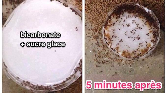 L’astuce ultime pour se débarrasser des fourmis dans la maison et le jardin
