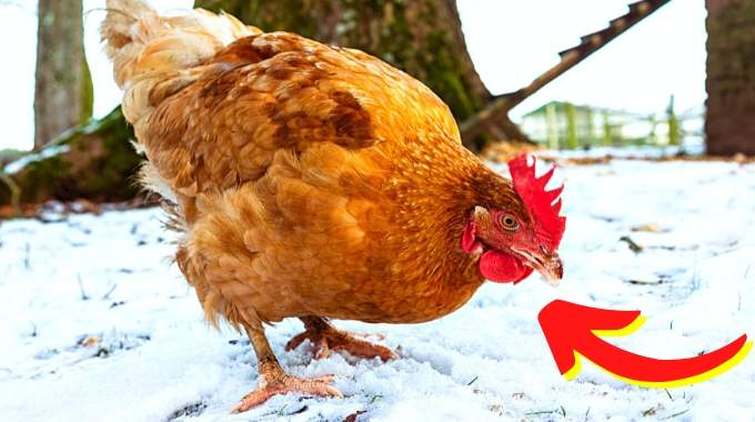 2 Astuces pour protéger ses poules en Hiver