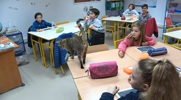 Une école invite des chats en classe pour le bien-être de ses élèves