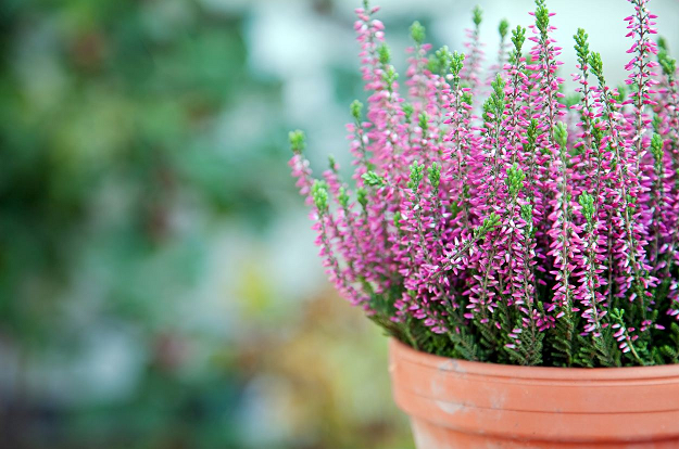 6 jolis prénoms pour filles inspirés par les plantes