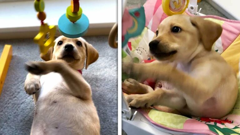 Le chiot et le bébé les plus mignons de la planète partagent tous leurs jouets