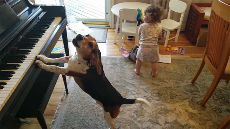 Un père filme accidentellement une vidéo de sa fille en train de danser pendant que son chien joue du piano