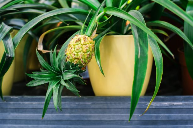 Bouture d’ananas: Comment faire pousser un ananas