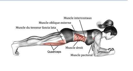 Quel est le meilleur exercice pour les abdos à réaliser régulièrement selon la science ?