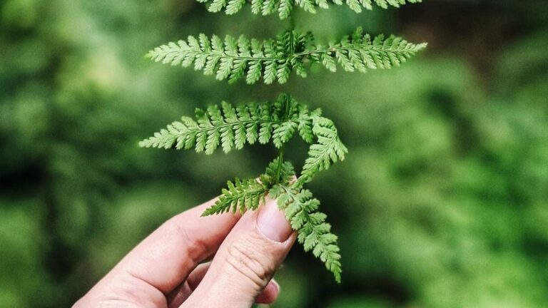 9 haies à ne surtout pas planter au jardin