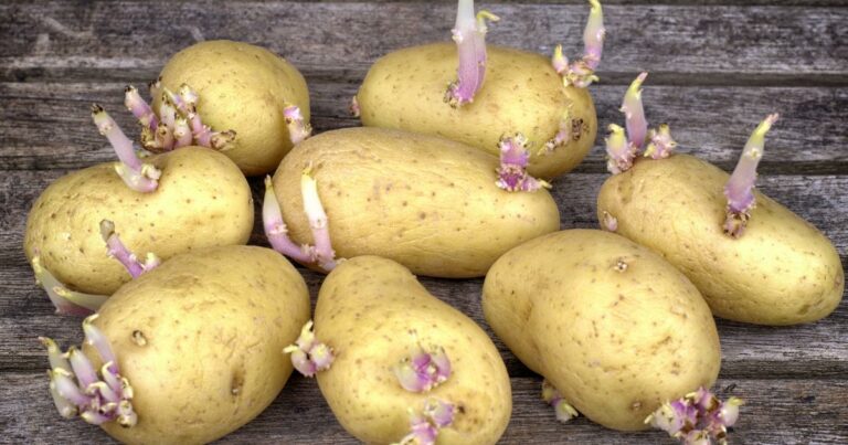 Peut-on encore consommer une pomme de terre germée ?