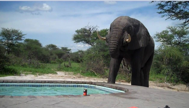 Les touristes se baignent dans la piscine, mais ont la visite inattendue du géant local