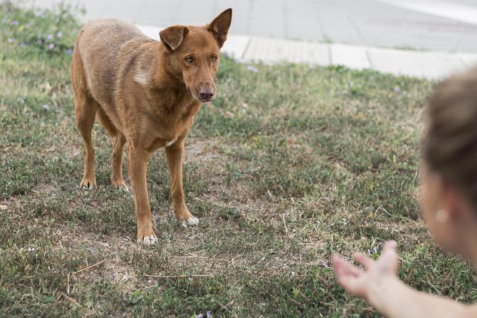 Pourquoi votre chien n’aime-t-il pas certaines personnes ?