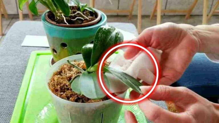 Pourquoi il faut absolument nettoyer les feuilles de vos orchidées ?