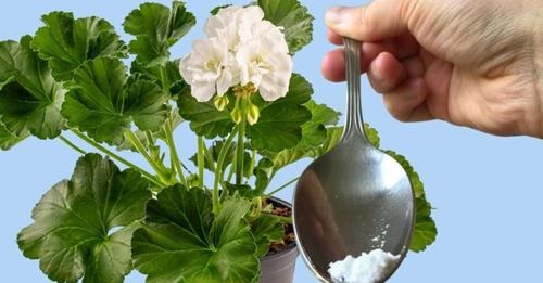 Une seule cuillerée pour n’importe quelle fleur que vous possédez et vous verrez comment elle fleurira