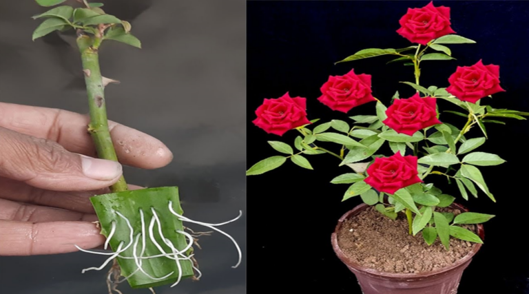 Le Secret de l’Aloe Vera pour Faire Pousser des Roses à l’Infini !