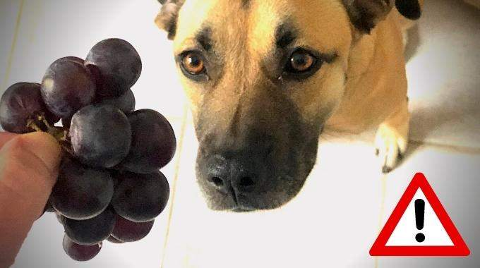 Pourquoi le Raisin Est-il Toxique Pour les Chiens ? L’Explication de Mon Vétérinaire.