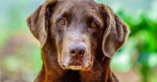 Le chien le plus vieux du monde a 31 ans et vit au Portugal