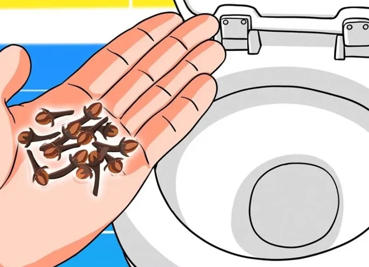 Une méthode naturelle à base de clous de girofle pour désodoriser les toilettes