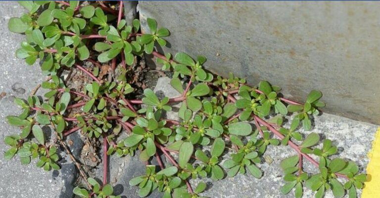 Le pourpier dans votre jardin: 8 raisons pour ne pas la tuer!