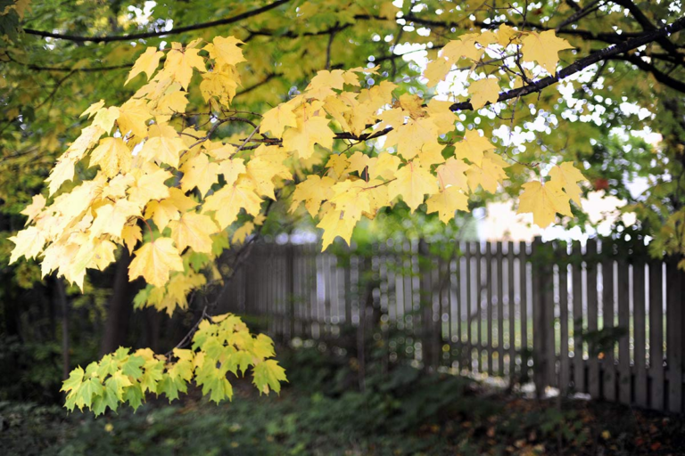 Les branches d’arbre de mon voisin dépassent chez moi, ai-je droit de les couper ?