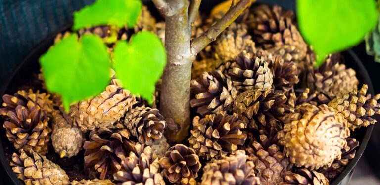 La pomme de pin : cet allié méconnu pour arroser sans gaspiller l’eau