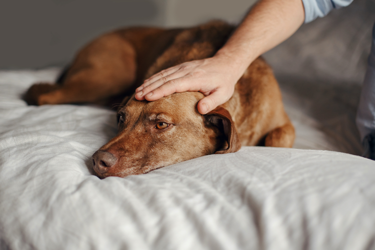 Les chiens aussi peuvent être en deuil après la perte d’un congénère