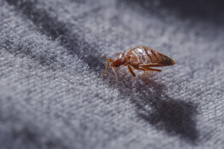 Cet objet discret (et pas cher) permet de prévenir une infestation de punaises de lit !