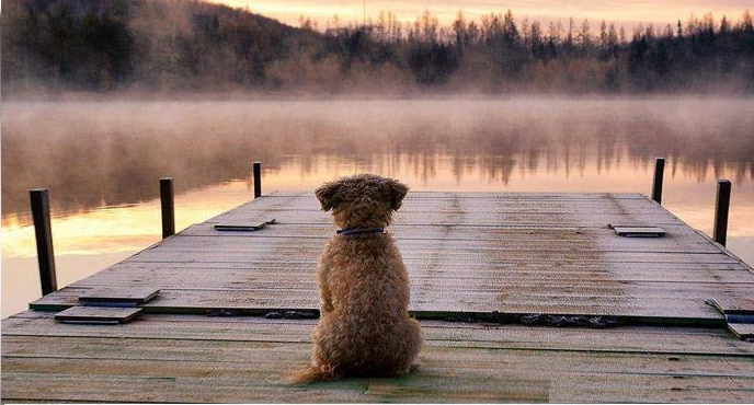 « Le chien est le seul animal qui vous aime plus qu’il ne s’aime »