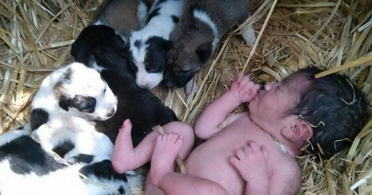 Un nouveau-né abandonné est maintenu en vie par un chien avec sa portée de chiots