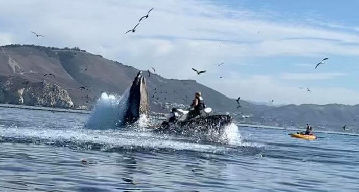 Une baleine à bosse avale deux jeunes femmes en kayak de mer !