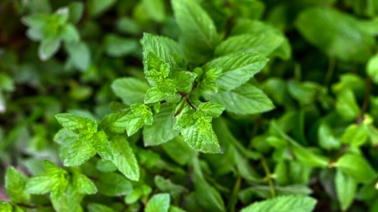 Menthe : Pourquoi cette plante peut changer nos vies