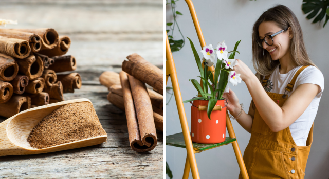 Engrais performant pour favoriser la floraison de toutes les plantes : elles prospéreront dans un état de santé optimal