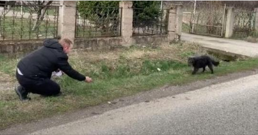 Un chien abandonné au bord de la route comprend que cet homme lui veut du bien et l’accepte 19.11.2021 08:04