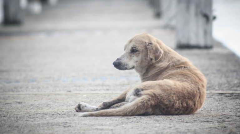 Que faire si vous trouvez un animal abandonné ?