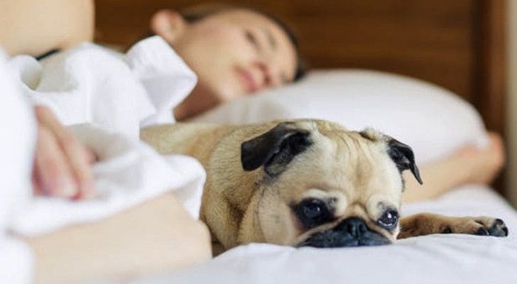 Les femmes dorment mieux avec leur chien ou leur chat qu’avec leur conjoint