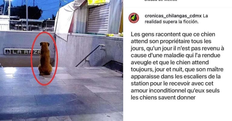 Un chien attend chaque jour son maître décédé devant une station de métro en espérant le voir revenir