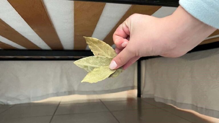 Pourquoi mettre des feuilles de laurier sous le lit ?