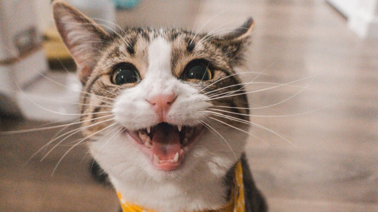 Combien de temps un chat peut-il rester seul ?