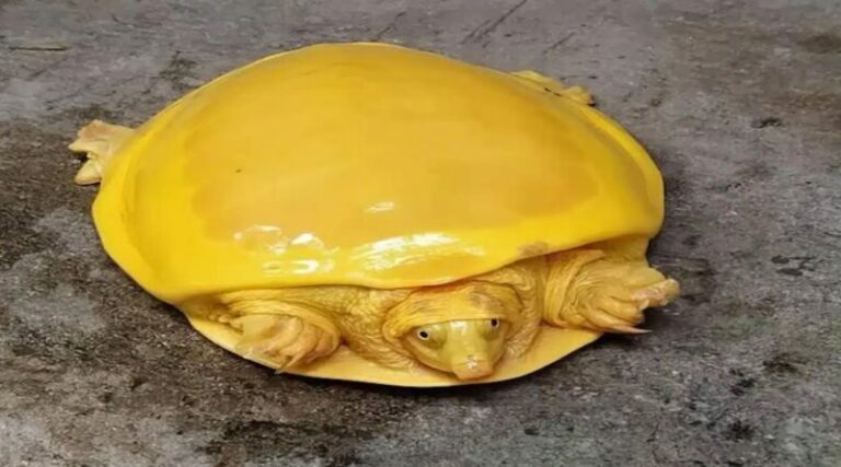 Une espèce rare de tortue à carapace jaune d’or a stupéfié le monde entier