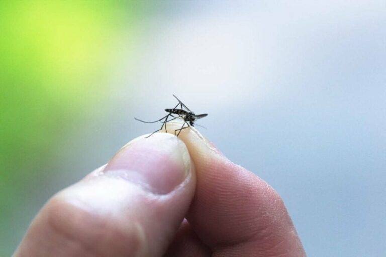 Comment le débusquer et l’éliminer un moustique se cache dans votre chambre