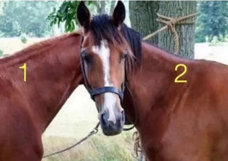 À quel cheval appartient la tête ?