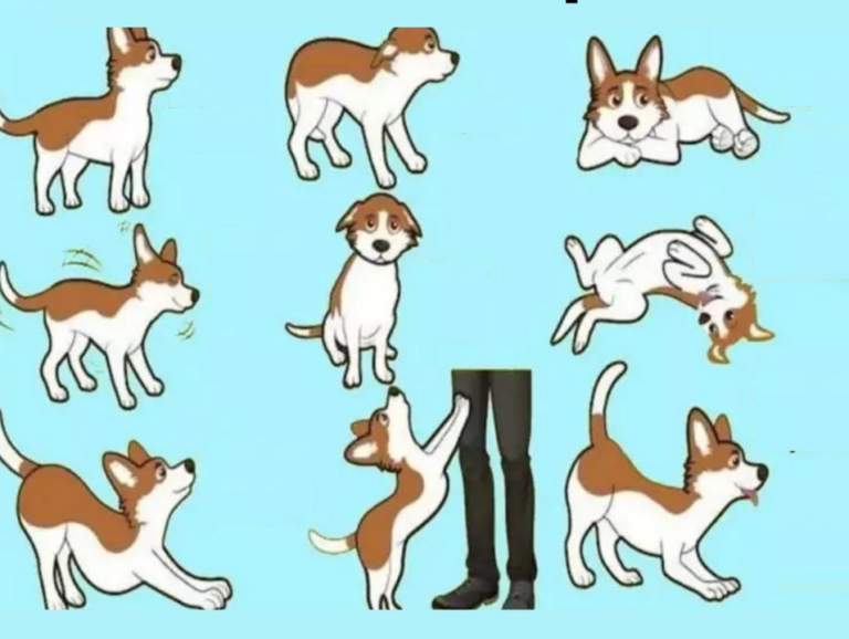 Comment un Chien vous Parle en utilisant 7 Parties de son Corps?