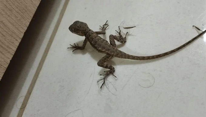 Que Symbolise la Présence d’un Lézard dans Votre Maison ?