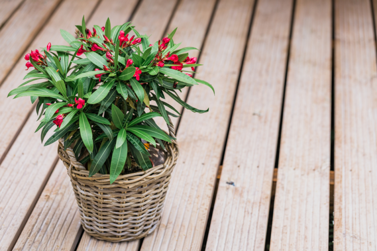 Ne Gardez Jamais Ces Plantes Chez Vous !