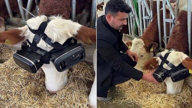 Des vaches équipées de casques virtuels pour produire plus de lait
