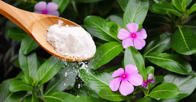 Protégez Vos Fleurs avec du Bicarbonate de Soude : Une Astuce Naturelle et Efficace