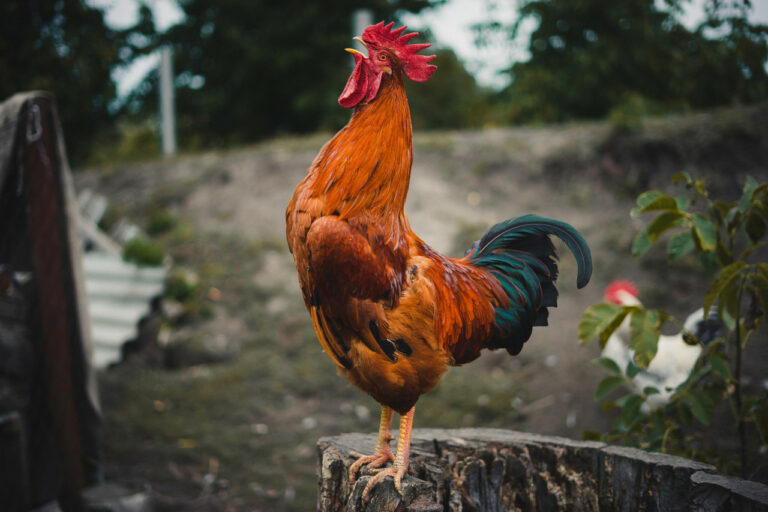 Le coq de mon voisin chante très fort et me dérange, que dit la loi ?