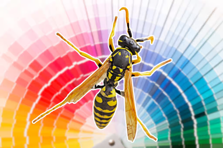 ? Quelles couleurs attirent ou repoussent les guêpes ?