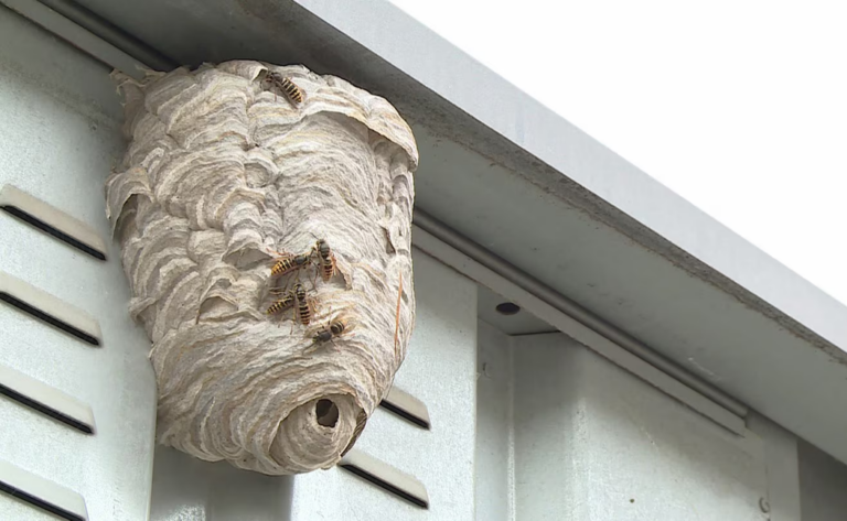 Comment prévenir l’arrivée des guêpes sur les balcons, terrasses ou jardins ?